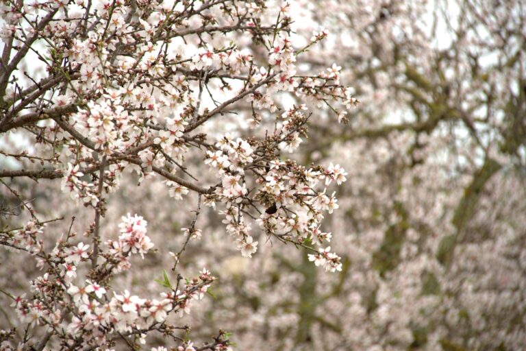 almond-blossom-4068561_1920