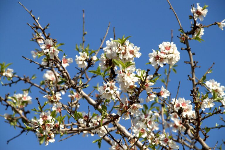 almond-blossom-4068564_1920